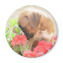 Boxer Puppy in Petunias magnet