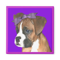 Boxer puppy in Purple Magnet