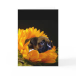 Boxer puppy in Sunflower greeting card