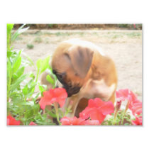 Boxer puppy photo print