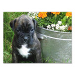 Boxer puppy photo