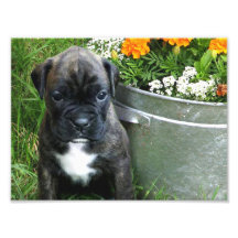 Boxer puppy photo