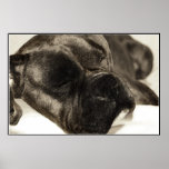 Boxer sleeping poster