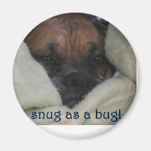 Boxer:  Snug as a Bug Magnet