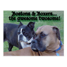 Boxers and Bostons Post Card