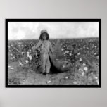Boy Picking Cotton in Comanche, OK 1916