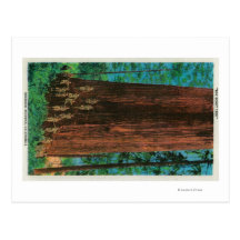 Boy Scout Tree on Redwood HighwayRedwoods, CA Postcards