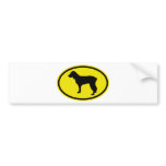 Boykin Spaniel