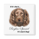 Boykin Spaniel Gifts Magnet