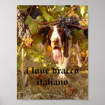 bracco italiano poster