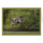 Brace of Ducks Card