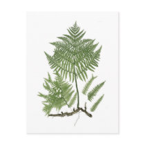 Bracken Postcard