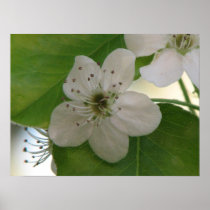 Bradford Pear Bloom Posters