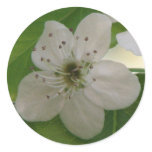 Bradford Pear Bloom Round Stickers