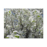 Bradford Pear in Bloom