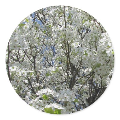 Bradford Pear in Bloom by gmlehmann