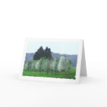 Bradford Pear Spring Greeting Cards