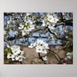 Bradford Pear tree - Poster