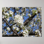 Bradford Pear tree - Poster posters