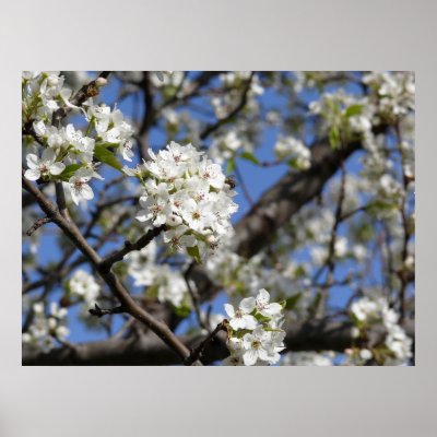 Bradford Pear tree - Poster by Shadowchaser