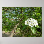 Bradford Pear tree - Poster