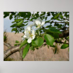 Bradford Pear tree - Poster
