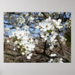 Bradford Pear tree - Poster