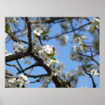 Bradford Pear tree - Poster posters