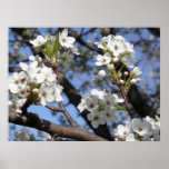 Bradford Pear tree - Poster posters