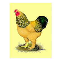 Brahma:  Buff Rooster Post Card