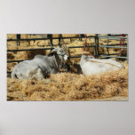 Brahman Cattle Posters