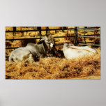 Brahman Posters