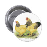 Brahmas:  Buff Bantams Pin