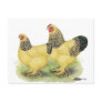 Brahmas:  Buff Bantams Postcards