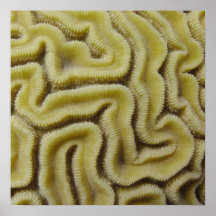 Brain Coral Posters