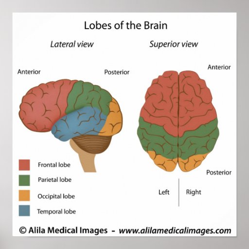Brain lobes, labelled diagram. | Zazzle