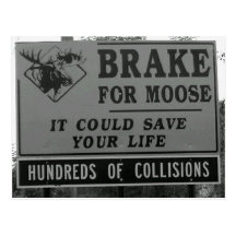Brake for Moose Postcard