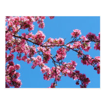 Branch of Cherry Blossoms Postcards
