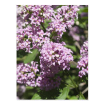 Branch of lilac postcard