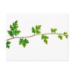 Branch of young green leaves post cards