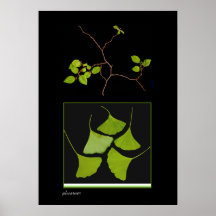 Branche de Gingko et de bonsaïs Posters
