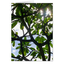 Branches de Frangipani Carte De Vœux