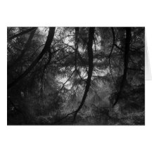 Branches, into sun, UC Santa Cruz, 1963 Greeting Cards