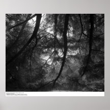 Branches, into sun, UC Santa Cruz, 1963 Posters