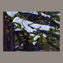 branches Neige-couvertes affiches