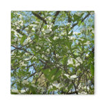 Branches of Dogwood Blossoms Magnet