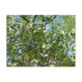 Branches of Dogwood Blossoms Postcard