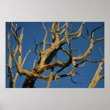 Branches Poster