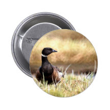 Brant Pinback Buttons