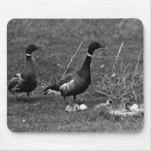 Brant protecting goslings mousepad